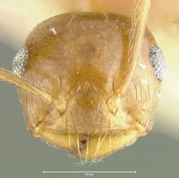 Media type: image; Entomology 26137   Aspect: head frontal view